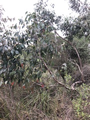 Eucalyptus ovata