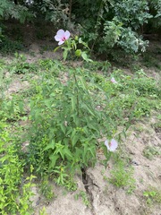 Hibiscus laevis