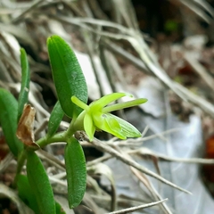 Epidendrum repens