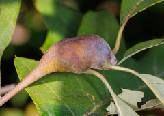 Zapatella quercusphellos