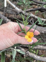 Talinum aurantiacum