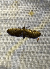 Eupithecia miserulata