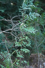 Polyscias sambucifolia