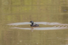 Tachybaptus dominicus