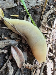 Ariolimax columbianus