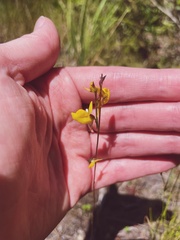 Utricularia cornuta