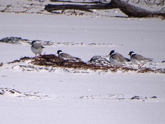 Thinornis cucullatus