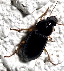 Harpalus