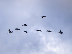 Pelecanus conspicillatus