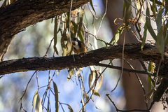Acanthorhynchus tenuirostris