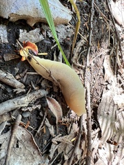 Ariolimax columbianus