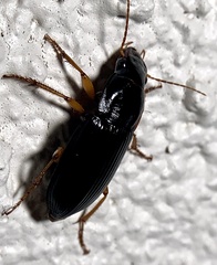 Harpalus