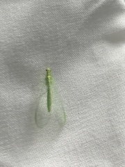 Chrysoperla rufilabris