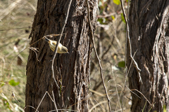 Acanthiza reguloides