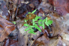 Sceptridium biternatum