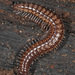 Sausage Millipedes - Photo (c) Judy Gallagher, some rights reserved (CC BY)