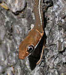 Masticophis schotti ruthveni