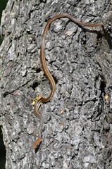 Masticophis schotti ruthveni
