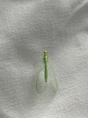 Chrysoperla rufilabris