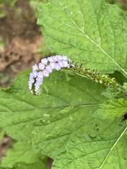 Heliotropium indicum