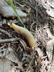 Ariolimax columbianus