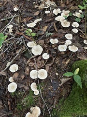 Tricholoma saponaceum