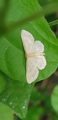Idaea biselata