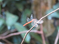 Lyriothemis
