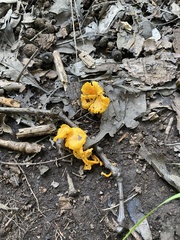 Craterellus ignicolor