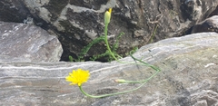 Cichorieae