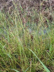 Juncus