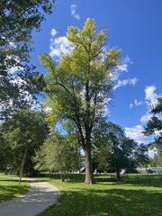 Fraxinus americana