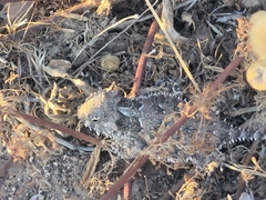 Phrynosoma blainvillii