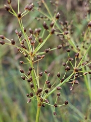 Juncus