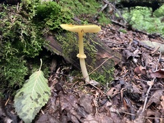 Amanita flavoconia