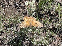 Euptoieta claudia