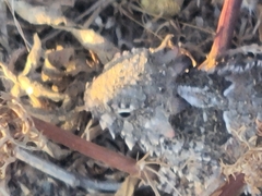 Phrynosoma blainvillii