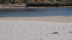 Thinornis cucullatus