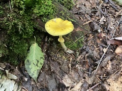 Amanita flavoconia