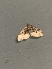 Xanthorhoe lacustrata