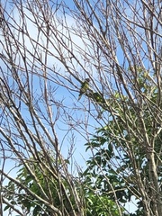 Eupsittula canicularis