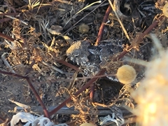 Phrynosoma blainvillii