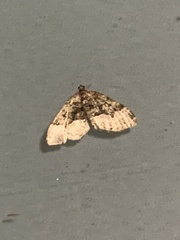 Xanthorhoe lacustrata