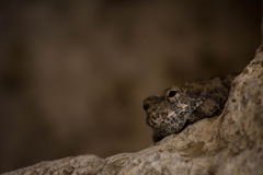 Hyla arenicolor