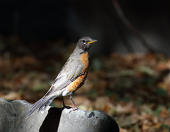 Turdus migratorius