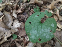 Erysiphe cruciferarum