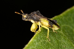 Phymata pennsylvanica