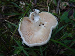 Clitopilus prunulus