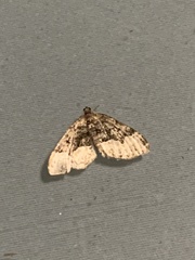 Xanthorhoe lacustrata