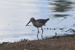 Calidris himantopus